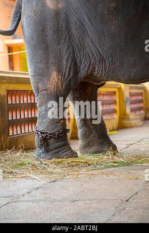 Pied d'éléphant attaché à une chaîne en métal Banque D'Images