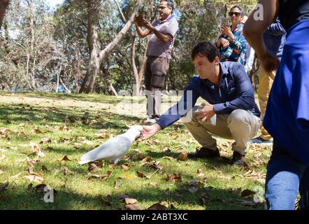 Sydney touristes ; UN homme qui nourrit un cafoo à crête de soufre dans le Royal Botanic Garden Sydney ; Sydney Australie Banque D'Images