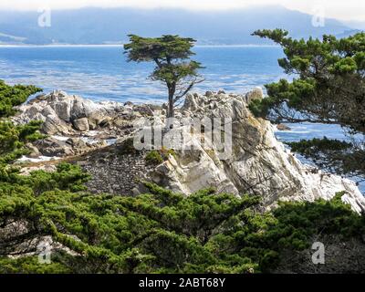 Le Lone Cypress tree, plage de galets, 17 Mile Drive, California, USA Banque D'Images