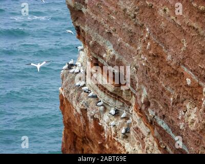 Colonie de fous de bassan Morus bassanus, oiseaux de mer, sur les falaises rouges de l'île de Helgoland dans la baie allemande, Mer du Nord, Allemagne Banque D'Images