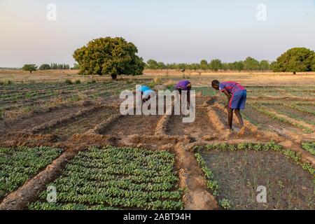 L'agriculture de marché dans la province de savanes, le Togo. Banque D'Images