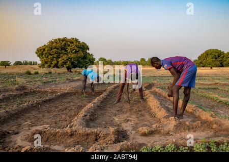 L'agriculture de marché dans la province de savanes, le Togo. Banque D'Images