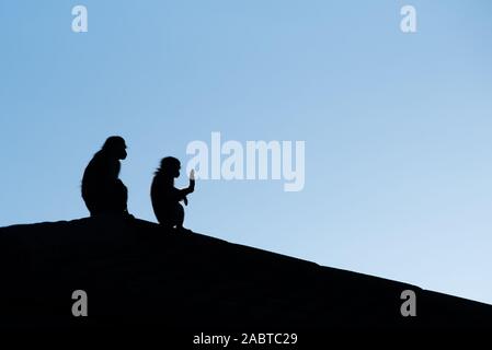 Côte Nord, Afrique du Sud : les singes vervet - Chlorocebus pygerythrus - s'asseoir sur un toit-silhouetté contre le ciel tôt le matin. Banque D'Images