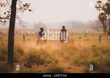 Pantaneiro cowboy travailler sur un ranch dans le sud Pantanal Banque D'Images