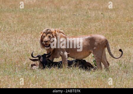 Lion (Panthera leo) avec des gnous kill dans la savane. Le Masai Mara National Park. Au Kenya. Banque D'Images