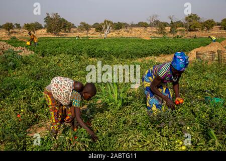 Fille et femme picking tomatoes in Namong, Togo. Banque D'Images