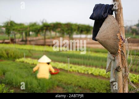 Potagers biologiques dans village Tra Que. Hoi An. Le Vietnam. Banque D'Images