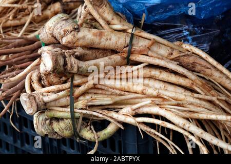 Les racines de ginseng (Panax quinquefolius). Sapa. Le Vietnam. Banque D'Images