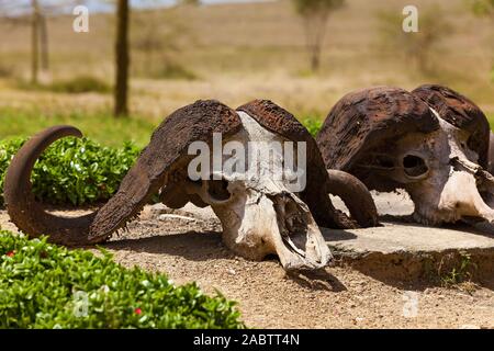 Deux crânes de buffles africains avec les grandes cornes étendu sur le sol à côté de l'herbe verte sur le fond du désert. Banque D'Images