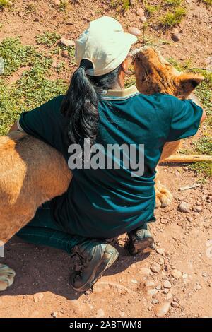 Femme africaine à genoux sur le sol et se pelotonnant, embrassant et serrant 8 mois junior lion (Panthera leo) près de Cullinan, Afrique du Sud Banque D'Images