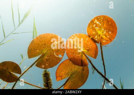 Nénuphar sous-marin dans le lac Soderica, Croatie Banque D'Images