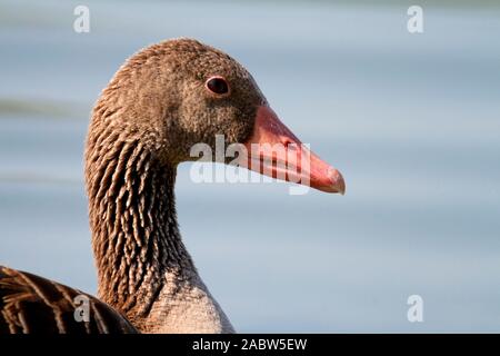 Portrait de la goose Anser anser sur le lac, Soderica, Croatie Banque D'Images