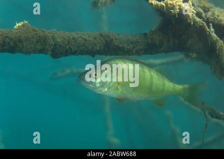 Photo sous-marine de Perca fluviatilis, communément connue sous le nom de perche, sandre européen commun, dans Soderica Lake, Croatie Banque D'Images