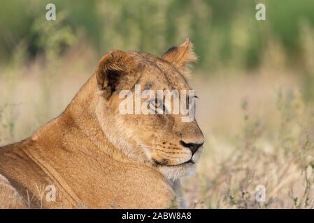 Portrait d'une femme lion reposant dans l'herbe Banque D'Images