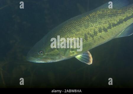 Photo sous-marine de l'achigan à grande bouche (Micropterus salmoides) dans Soderica Lake, Croatie Banque D'Images