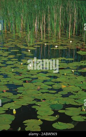 Water Lilly dans le Soderica Lake, Croatie Banque D'Images