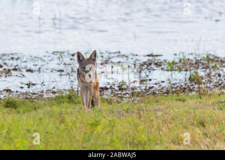 Un chacal dans la savane africaine Banque D'Images