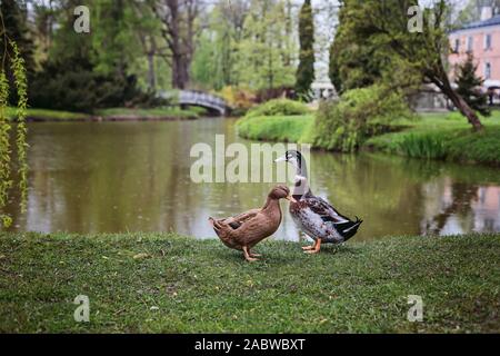 Une paire de canards colvert debout face à face dans la pluie. Banque D'Images