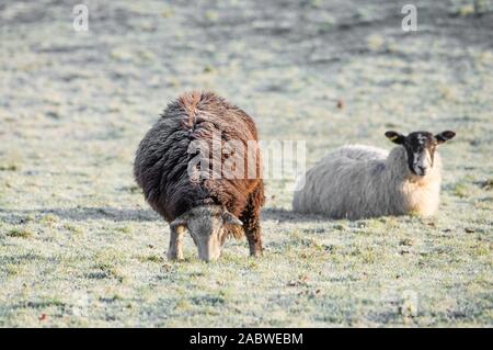 Dunsop Bridge, Clitheroe, Lancashire, Royaume-Uni. 29 Nov, 2019. Le givre s'installe sur une brebis Herdwick démontrant les excellentes propriétés d'isolation de la laine sur un matin froid à Dunsop Bridge, Clitheroe, Lancashire. Crédit : John Eveson/Alamy Live News Banque D'Images