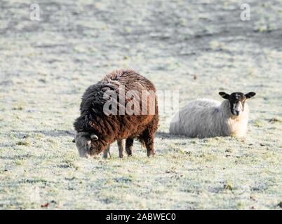 Dunsop Bridge, Clitheroe, Lancashire, Royaume-Uni. 29 Nov, 2019. Le givre s'installe sur une brebis Herdwick démontrant les excellentes propriétés d'isolation de la laine sur un matin froid à Dunsop Bridge, Clitheroe, Lancashire. Crédit : John Eveson/Alamy Live News Banque D'Images