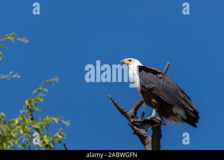 Un poisson africain eagle assis dans un arbre près de la rivière Chobe Banque D'Images