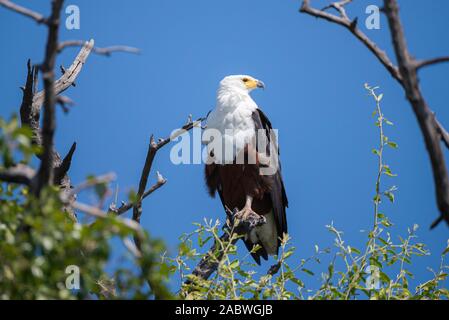 Un poisson africain eagle assis dans un arbre près de la rivière Chobe Banque D'Images