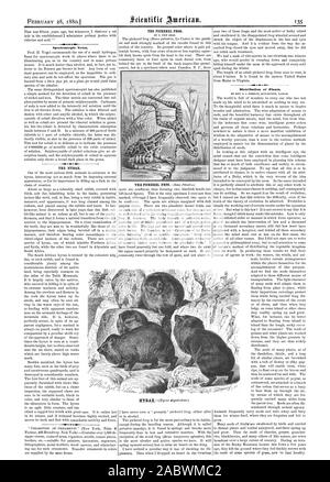 Notes spectroscopiques. La grenouille des marais. La distribution des plantes., Scientific American, 1880-02-28 Banque D'Images