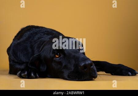 Chien labrador noir se trouvant sur le plancher à la triste Banque D'Images