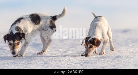 Petit mignon deux Jack Russell Terriers les chiens, 12 et 9 ans d'essence sur une prairie enneigée en hiver en face de ciel bleu et suit un sentier. Banque D'Images