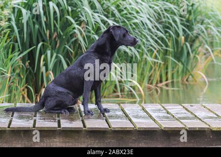 Labrador noir assis sur un ponton entre les roseaux Banque D'Images