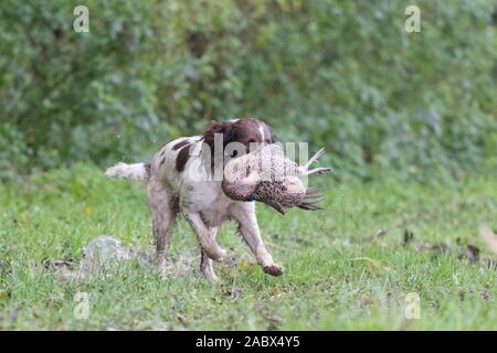 Chien de l'extraction d'un faisan Banque D'Images