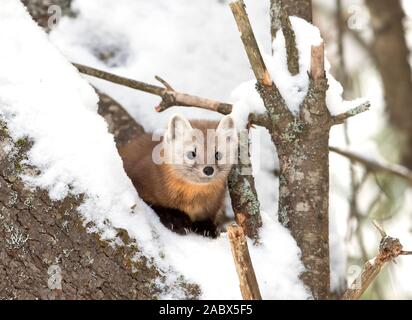 La martre repose sur une branche couverte de neige dans le parc Algonquin, le Canada en hiver Banque D'Images