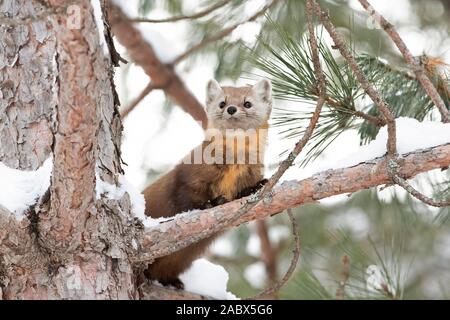 La martre repose sur une branche couverte de neige dans le parc Algonquin, le Canada en hiver Banque D'Images