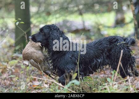 Chien de l'extraction d'un faisan Banque D'Images