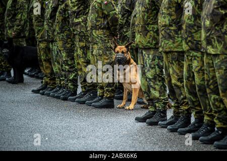 Chotyne, République tchèque. 29 Nov, 2019. Représentant de l'ambassade des États-Unis confère de la Bronze Star Medal sur maître-chien militaire tchèque Tomas Prochazka dans in memoriam. Prochazka a été abattu par un militaire afghan à la base alliée de Shindand dans la province d'Herat en octobre 2018. Chien de Tomas Prochazka (photo) lors de la cérémonie à Chotyne, République tchèque, le 29 novembre 2019. Photo : CTK Radek Petrasek/Photo/Alamy Live News Banque D'Images