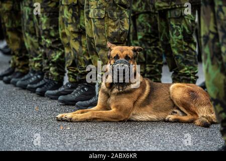 Chotyne, République tchèque. 29 Nov, 2019. Représentant de l'ambassade des États-Unis confère de la Bronze Star Medal sur maître-chien militaire tchèque Tomas Prochazka dans in memoriam. Prochazka a été abattu par un militaire afghan à la base alliée de Shindand dans la province d'Herat en octobre 2018. Chien de Tomas Prochazka (photo) lors de la cérémonie à Chotyne, République tchèque, le 29 novembre 2019. Photo : CTK Radek Petrasek/Photo/Alamy Live News Banque D'Images