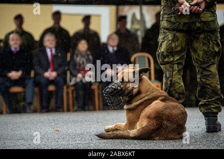 Chotyne, République tchèque. 29 Nov, 2019. Représentant de l'ambassade des États-Unis confère de la Bronze Star Medal sur maître-chien militaire tchèque Tomas Prochazka dans in memoriam. Prochazka a été abattu par un militaire afghan à la base alliée de Shindand dans la province d'Herat en octobre 2018. Chien de Tomas Prochazka (photo) lors de la cérémonie à Chotyne, République tchèque, le 29 novembre 2019. Photo : CTK Radek Petrasek/Photo/Alamy Live News Banque D'Images