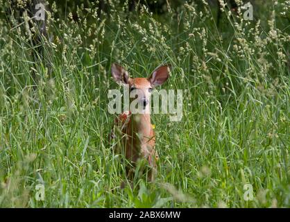 Le cerf de virginie faon de marcher dans les hautes herbes dans la forêt au Canada Banque D'Images