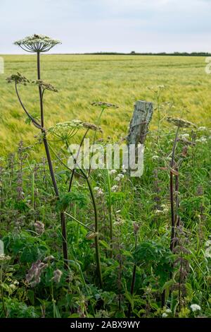 Heracleum sphondylium, communément connu sous le nom de berce du Caucase, la berce commune ou la berce laineuse Banque D'Images