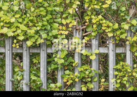 Garde-corps métallique ensoleillée avec de Lierre fuite / Hedera helix. Patch de soleil pommelé métaphore, mauvaises herbes communes UK. Lierre sur une clôture. Banque D'Images