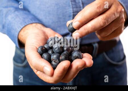 Close Up Portrait Of Man Eating bleuets frais Banque D'Images