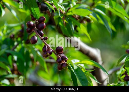 Petits fruits abricots mûrs sur rip au printemps de l'abricotier, de l'agriculture en Grèce Banque D'Images