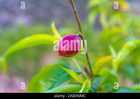 Petits fruits abricots mûrs sur rip au printemps de l'abricotier, de l'agriculture en Grèce Banque D'Images