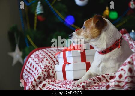 Jack Russel terrier près de Noël boîte-cadeau in front of Christmas Tree Banque D'Images