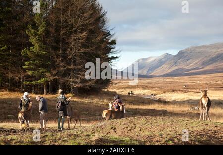 Lochaber, Scotland, UK. 29 Nov, 2019. Les touristes sur la photo que l'alimentation doit être wild red deer à l'Hôtel Kings House récemment rénové à côté de Buachaille Etive Mor. Il en résulte d'aborder tout les visiteurs ou les touristes qui les approchent. Il est donc extrêmement facile et naturellement de les photographier de près. Les touristes sur la photo qui s'est tourné vers le haut dans un minibus entreprises lorsque le Tours deer arriva en courant vers eux semblait être nourrissant biscuits Banque D'Images