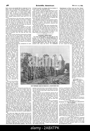 Des expériences sur le plomb et le zinc blanc peint. Le Radium en Amérique., Scientific American, 1903-12-19 Banque D'Images