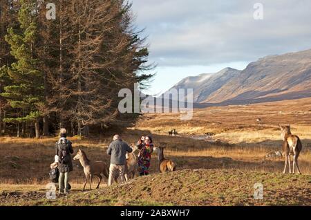 Lochaber, Scotland, UK. 29 Nov, 2019. Les touristes sur la photo que l'alimentation doit être wild red deer à l'Hôtel Kings House récemment rénové à côté de Buachaille Etive Mor. Il en résulte d'aborder tout les visiteurs ou les touristes qui les approchent. Il est donc extrêmement facile et naturellement de les photographier de près. Les touristes sur la photo qui s'est tourné vers le haut dans un minibus entreprises lorsque le Tours deer arriva en courant vers eux semblait être nourrissant biscuits Banque D'Images