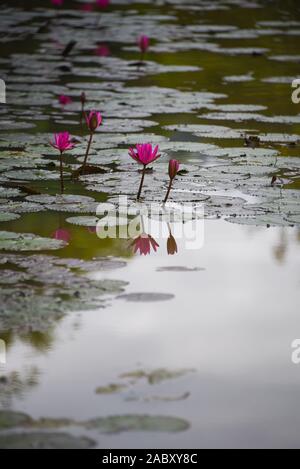 Nénuphars photographiés dans un étang au Cambodge, en Asie Banque D'Images