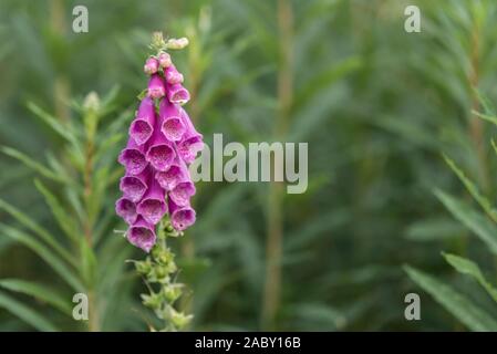 Gros plan des fleurs en fleurs, dans son habitat naturel, avec des jolies fleurs roses sur fond vert Banque D'Images