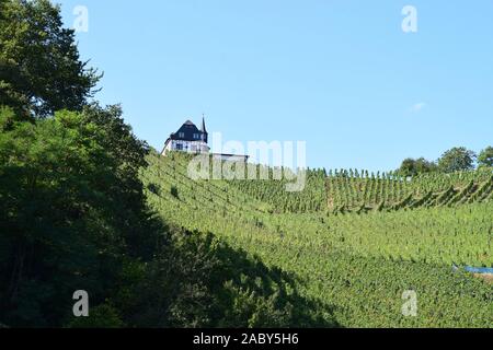 Terrasse vignoble paysage près d'Alf en vallée de la moselle Banque D'Images